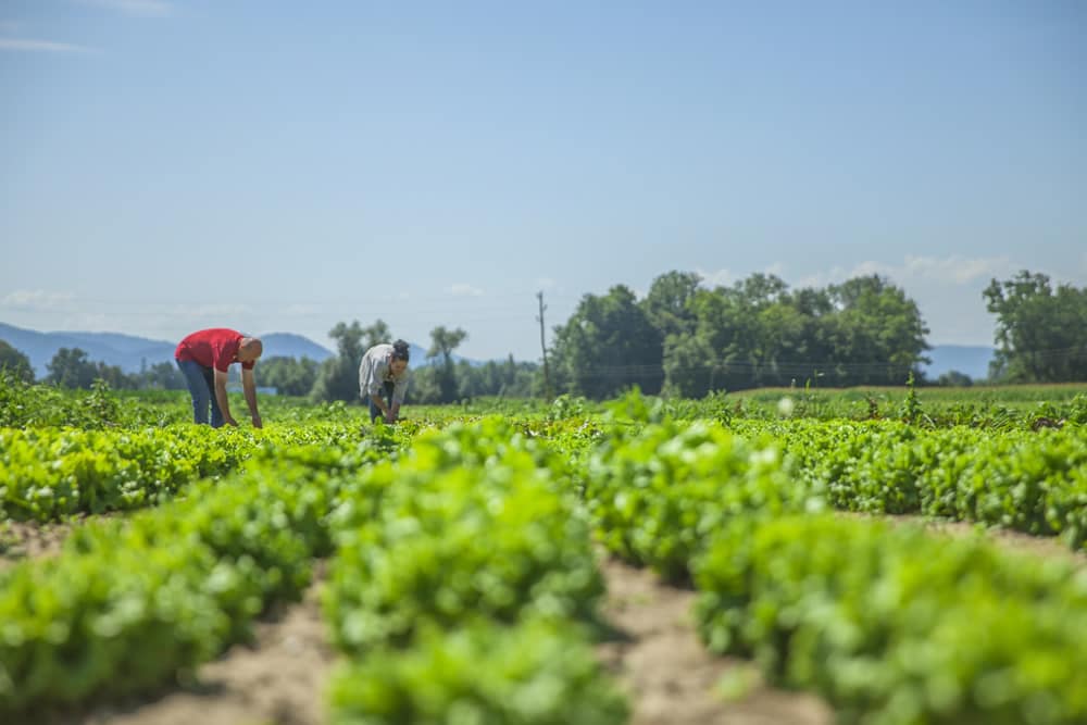 food security