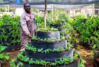 vertical garden design and installation